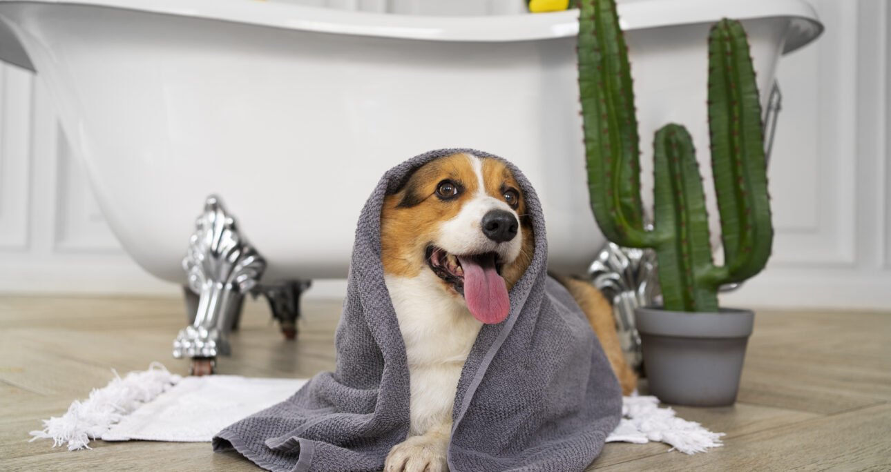 子犬のシャンプー・お手入れの基本