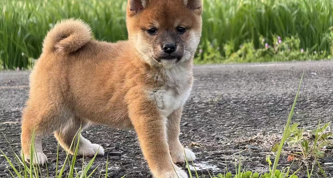 ワクチン未完了の子犬のお散歩について