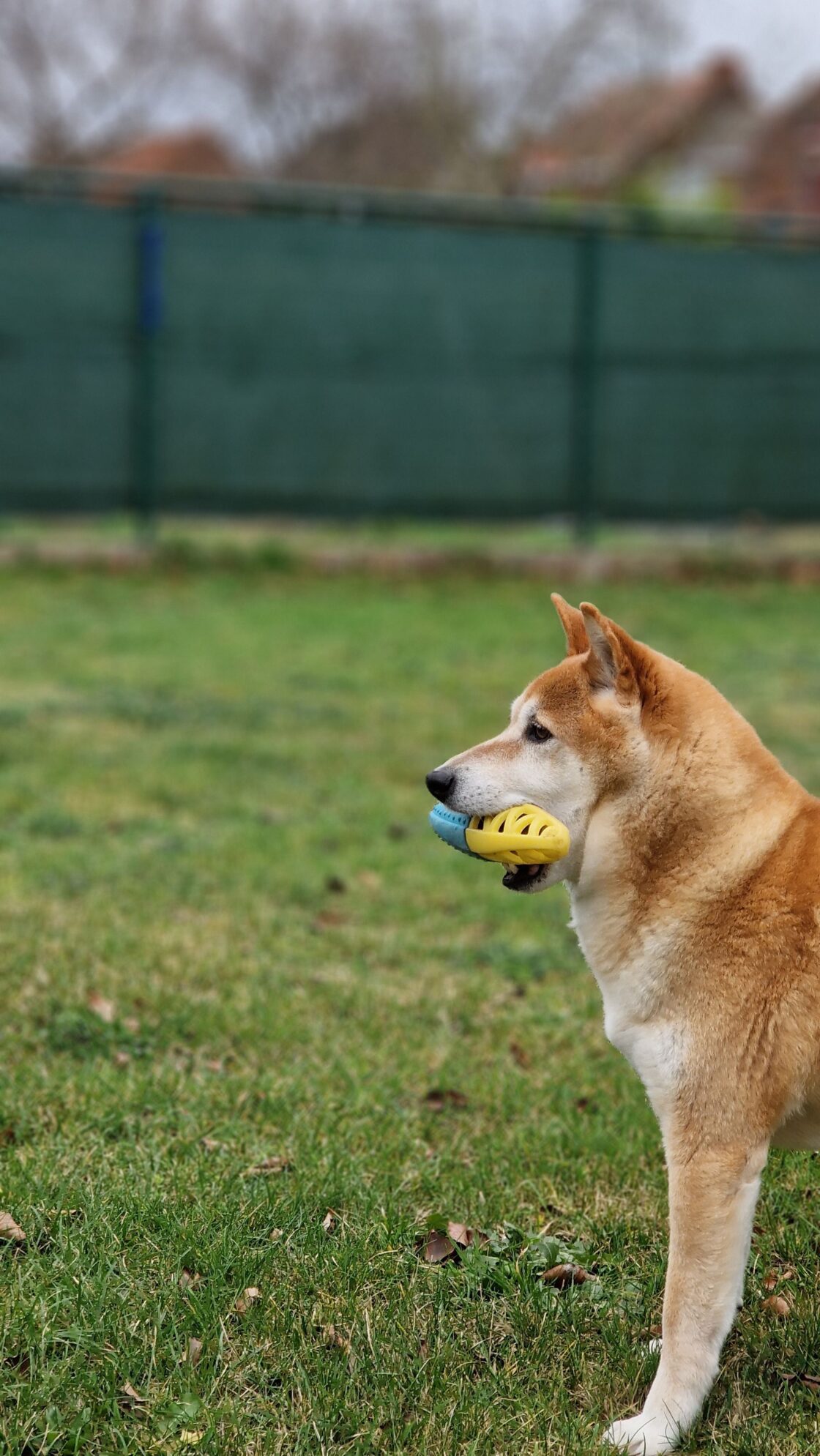 子犬の甘噛みへの正しい対応について