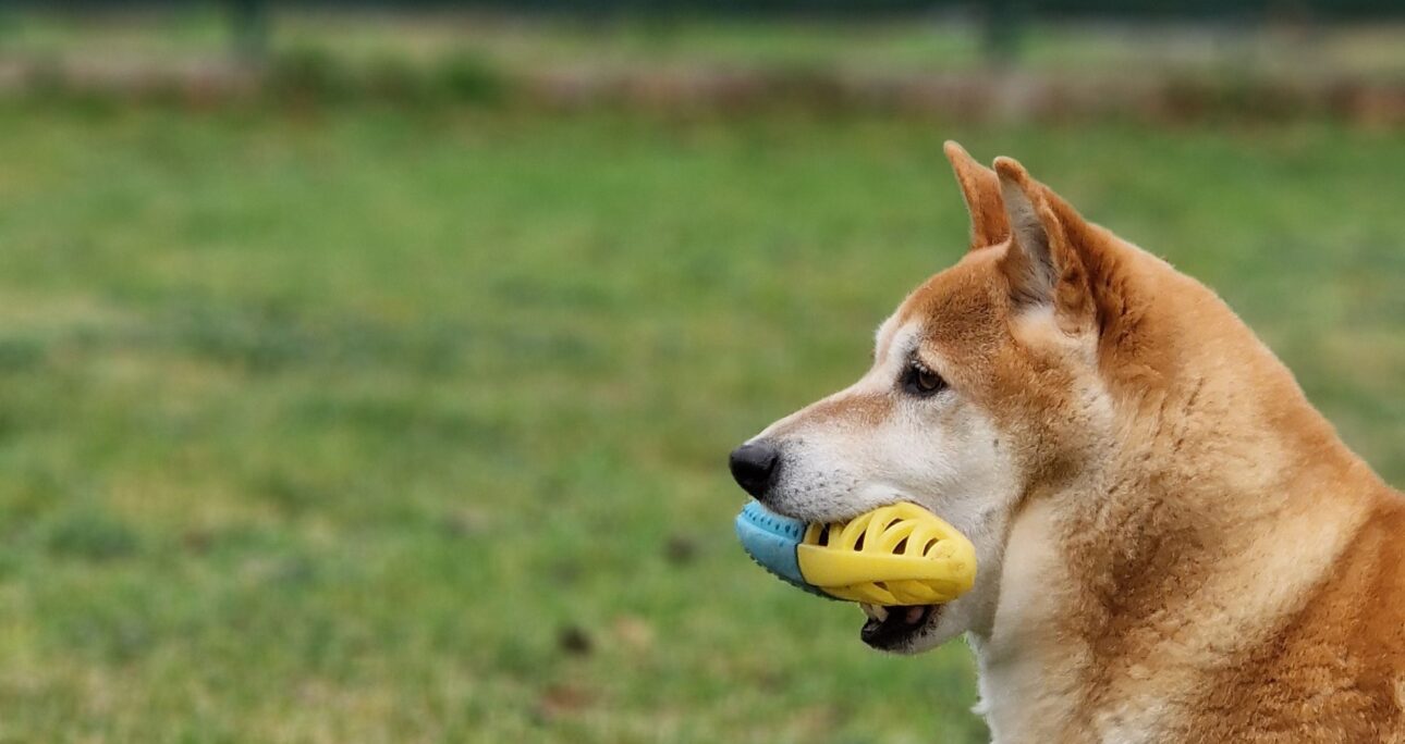 子犬の甘噛みへの正しい対応について