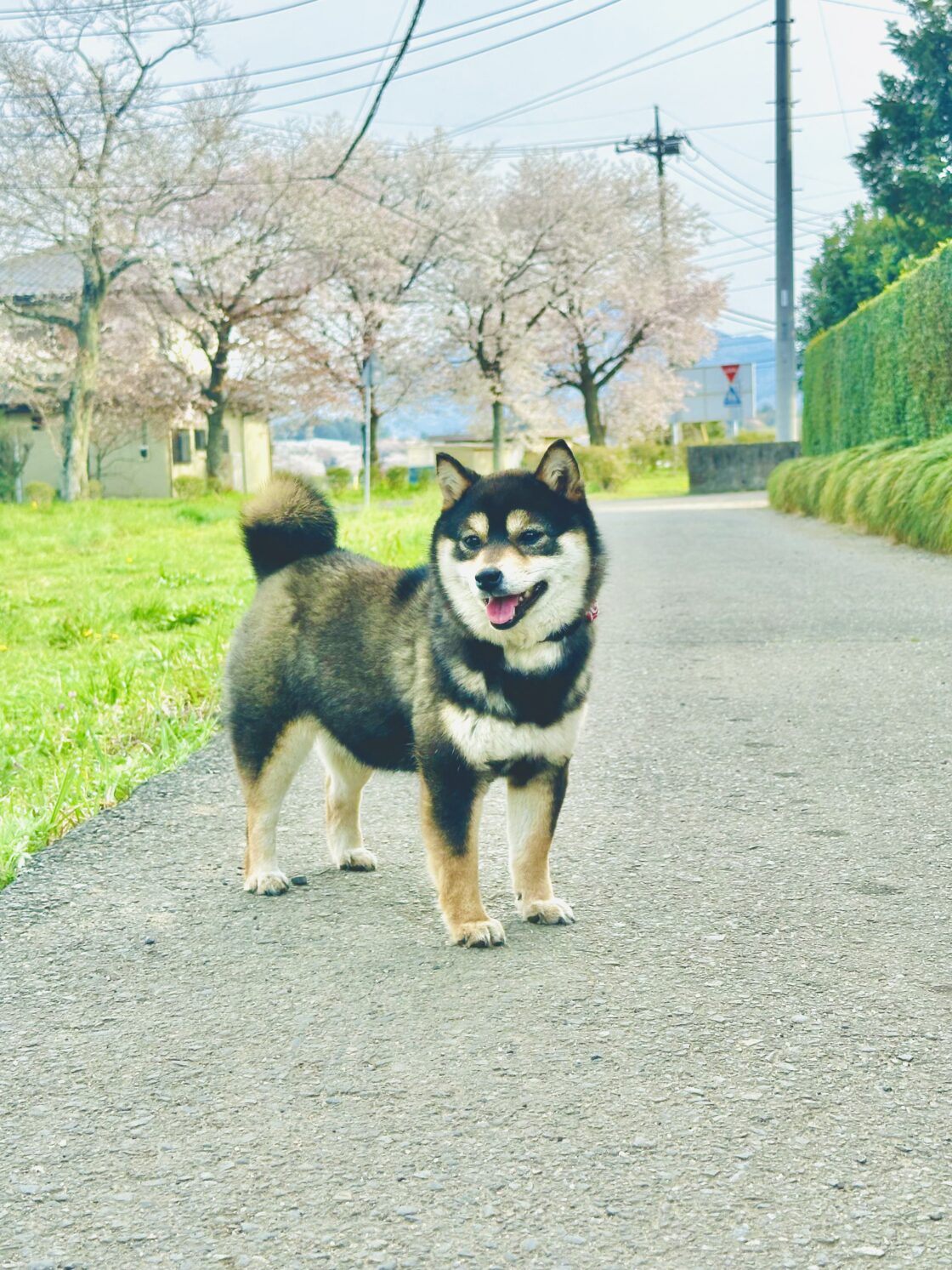 WAREYU