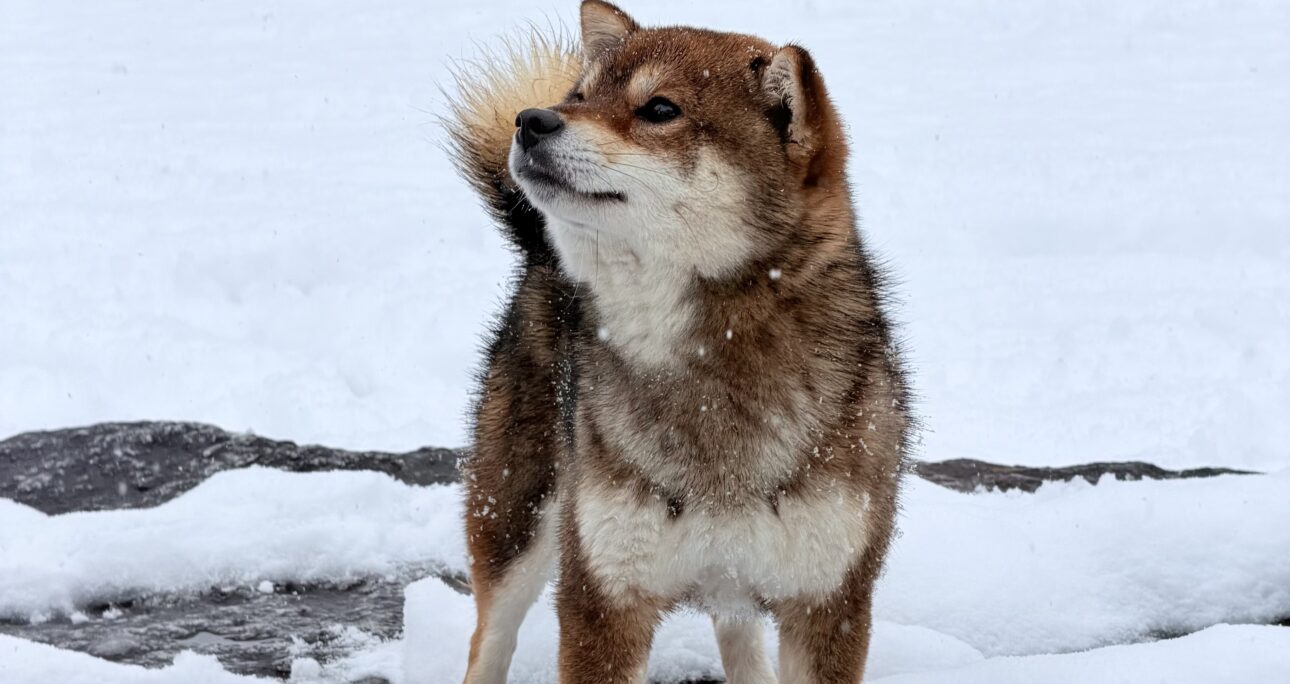 冬の過ごし方・子犬のための冬場の注意点